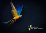 Vol_perroquet_logo_s